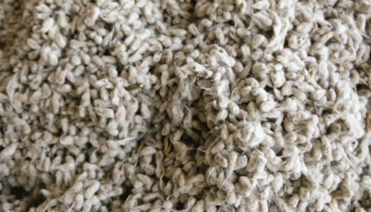 cottonseed