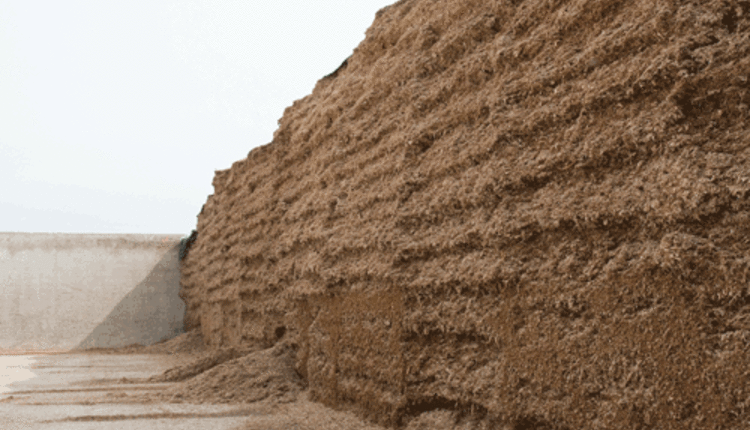 corn silage pile facing