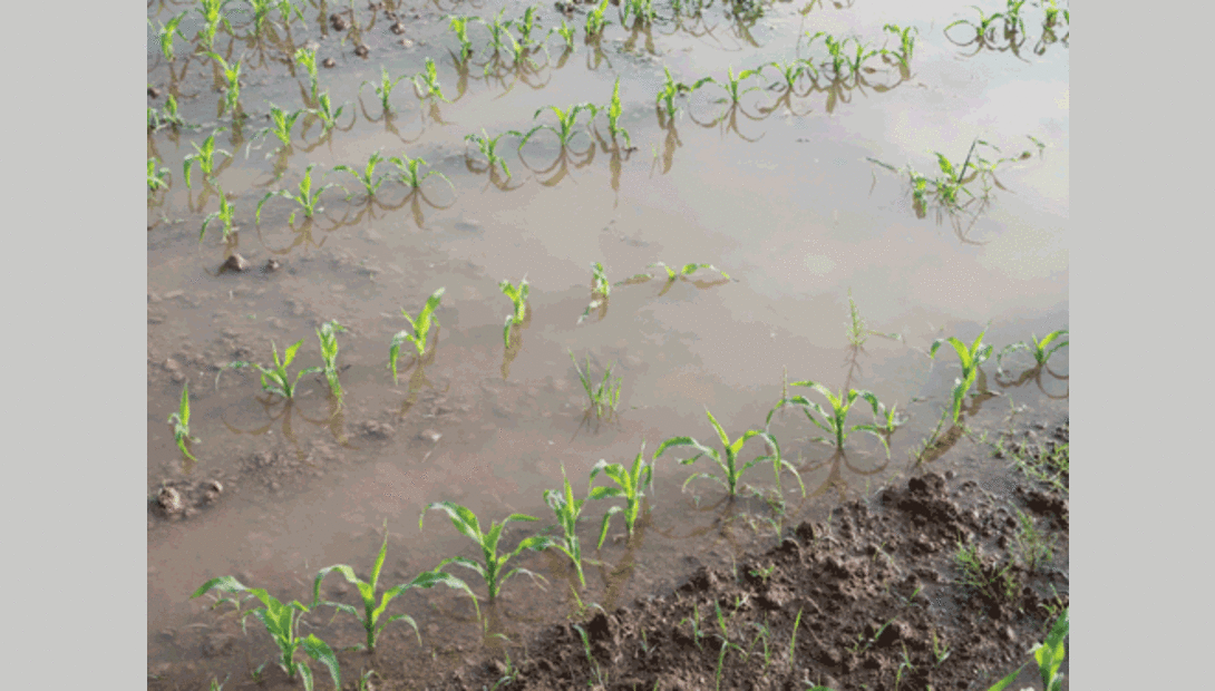 corn under water
