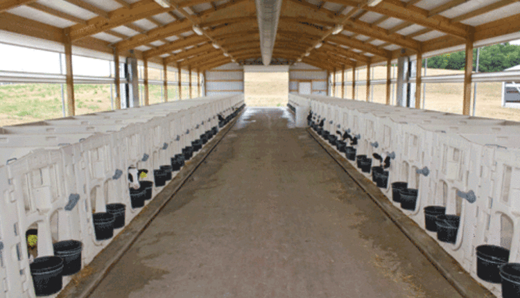 calf-barns-can-equal-hutches