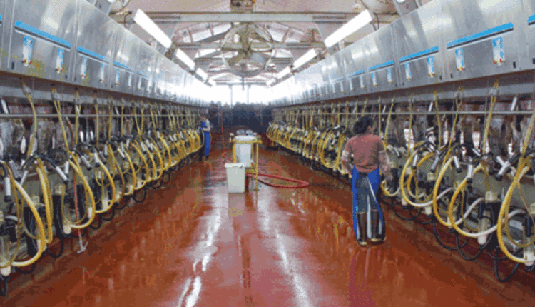 large milking parlor
