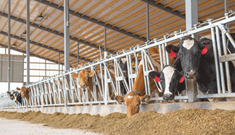 Holsteins and Guernseys eating TMR