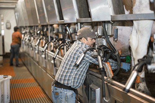 guy milking