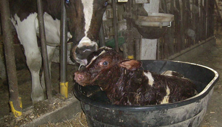 water tank as a calf crib