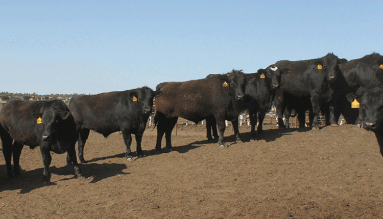 Limousin picture
