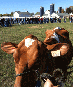 dairy judging at Hoard's Dairyman Farm