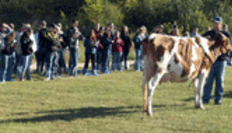 Dairy judging at Hoard's Dairyman Farm