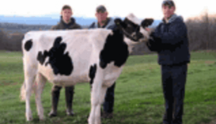 BOLTON calf won by Blue Spruce Farm