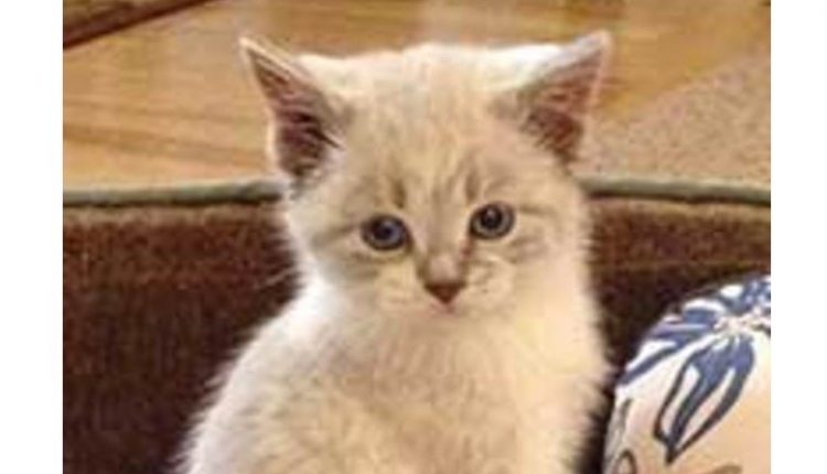 kitten