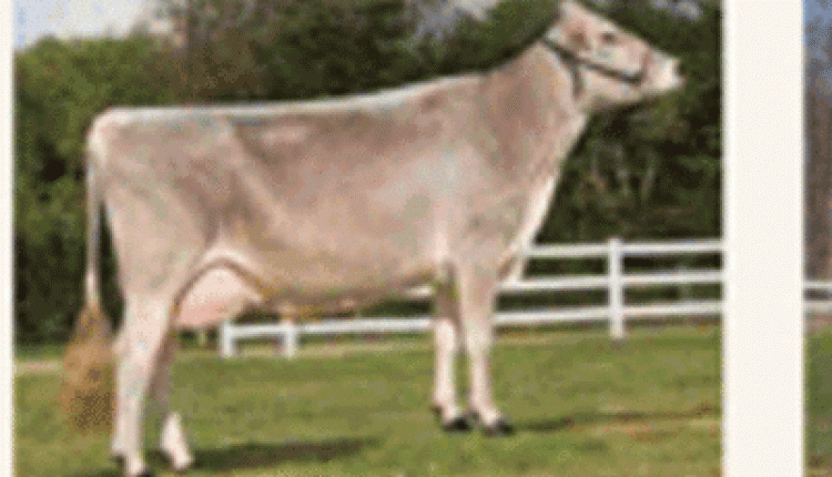 Brown Swiss placings