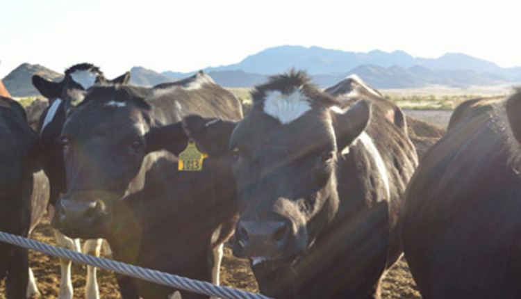 cattle