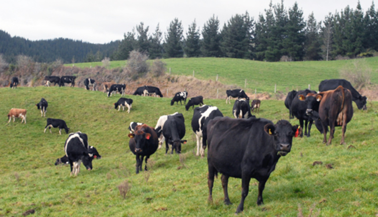 Dairy cows grazing in New Zealand