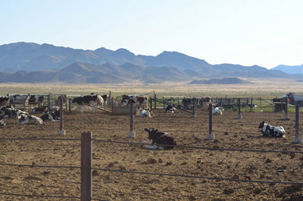 cattle in pens
