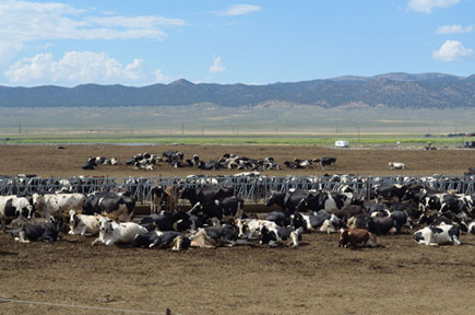 cattle in yard