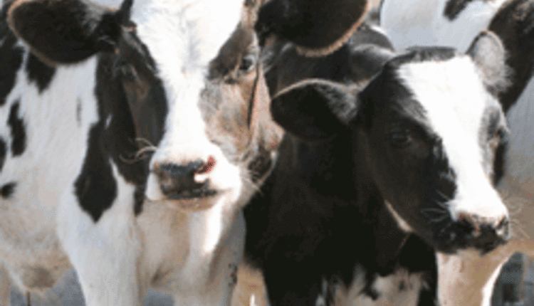 two calves