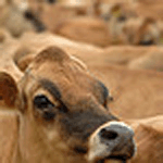 OSU cow photo