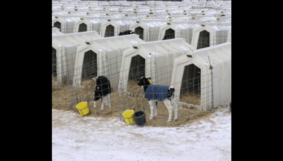 Purina Animal Nutrition calf photo