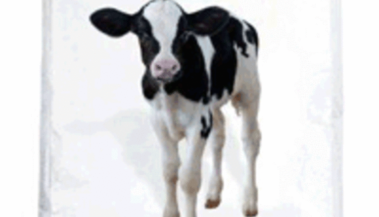 Purina Ampli-Calf photo