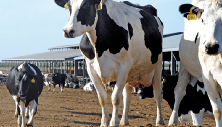 cow