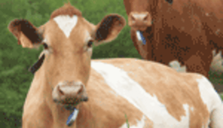 two Guernseys on pasture