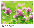 red clover
