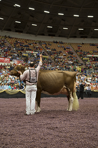 Grand Champion Red & White Show