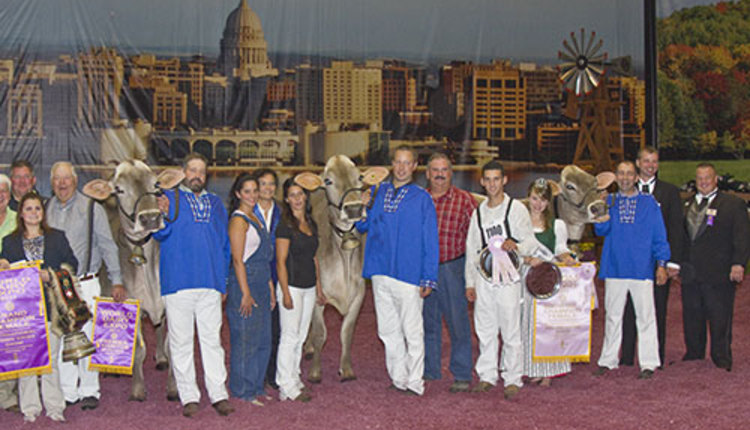 2011 Brown Swiss Grand Champion