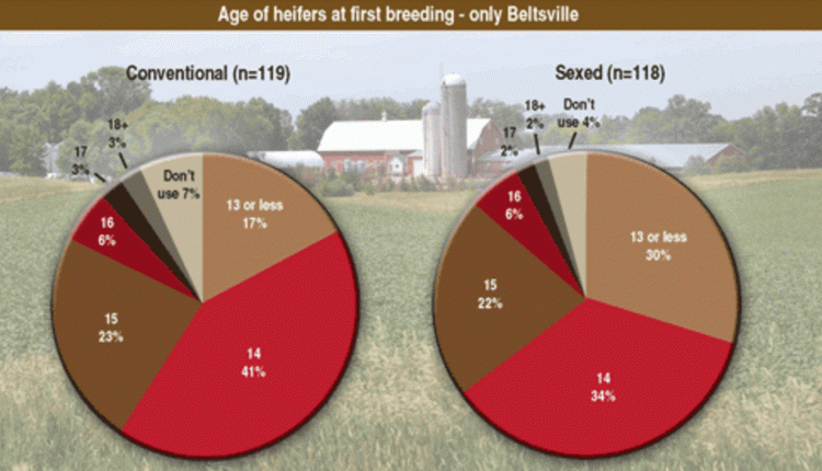 Breeding age for heifers using sexed semen