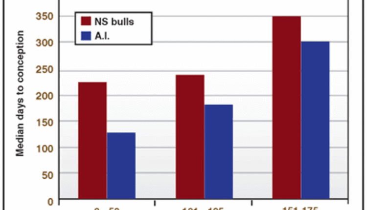 A.I. got cows bred sooner chart