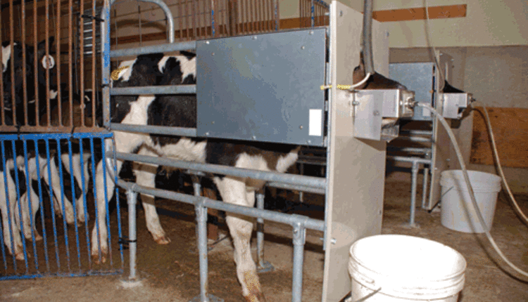 building and managing super calf hutches - the dairy site