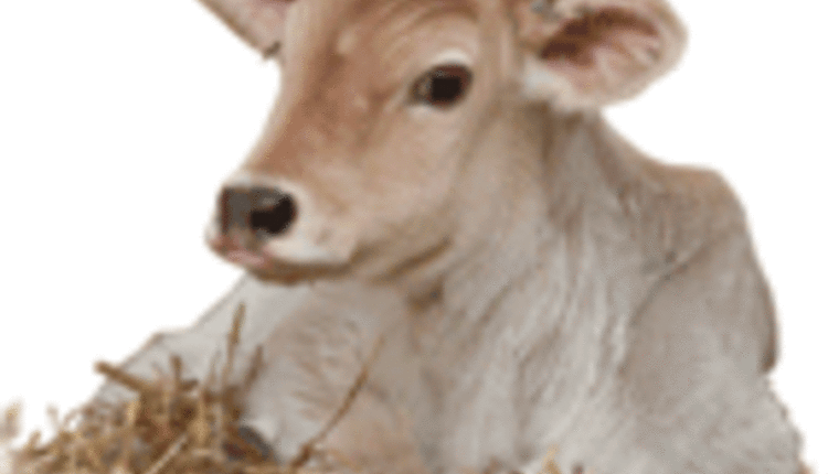 Brown Swiss calf