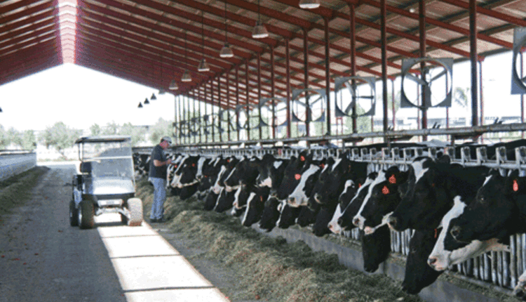 herd management photo