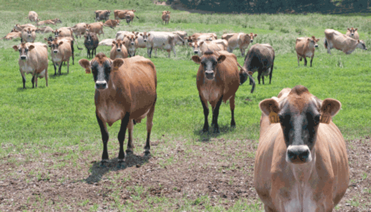 Jerseys in field