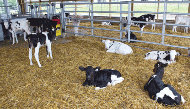 Calf rearing for a new decade