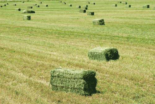 2012 hay outlook: Prices may dip a little, but they’ll still be painful ...