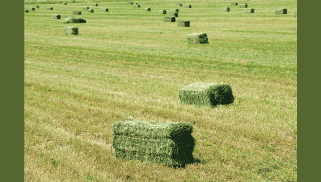 2012 hay outlook: Prices may dip a little, but they’ll still be painful ...