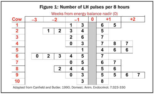 LH pulses