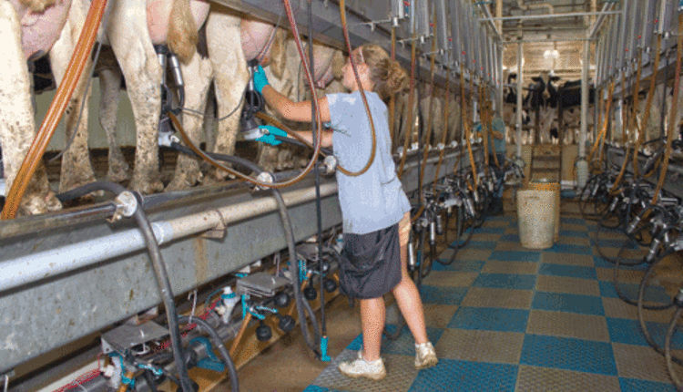 milking parlor