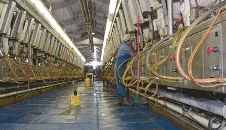 Cows milking in a herringbone parlor