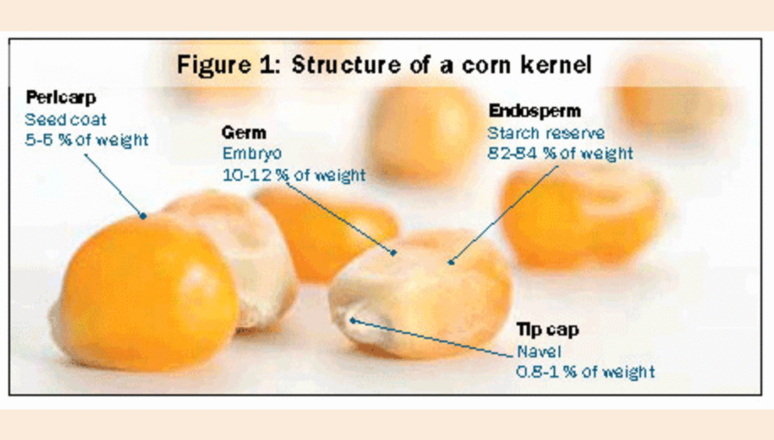 structure of a corn kernal