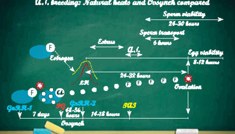 hormone sequence during bovine estrus