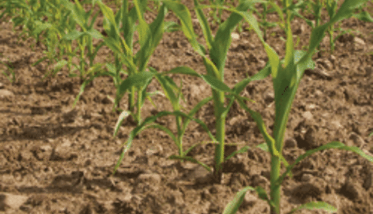 young corn plants