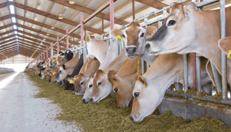 Jersey cows eating