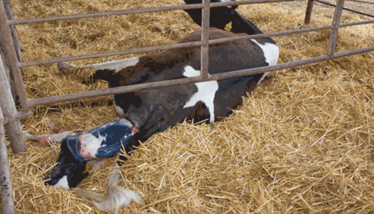 Cow giving birth to calf