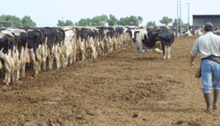 dry lot stockmanship