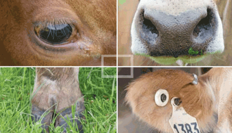 dairy cattle senses