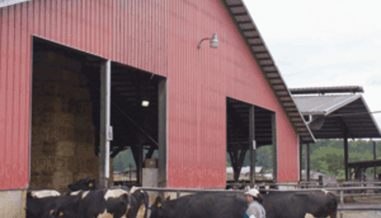 dairy cattle stockmanship