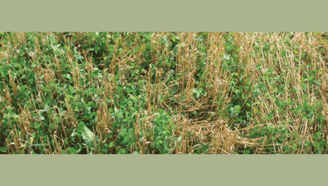 red clover in wheat