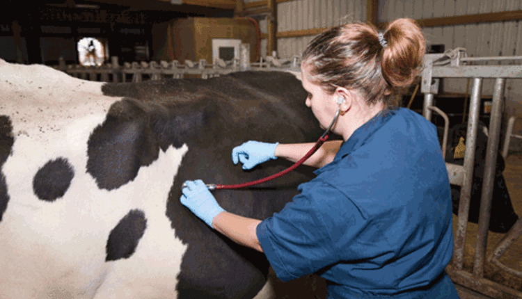 veterinarian examining a dairy cow