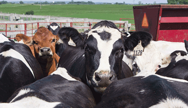 Holsteins and Jersey